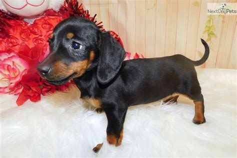 dachshund puppies chicago il|dachshunds for sale in illinois.